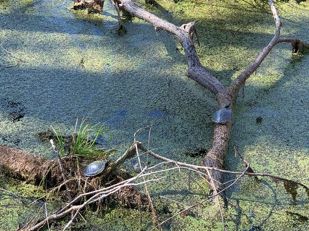 Tupelo Bay Golf Center景点图片