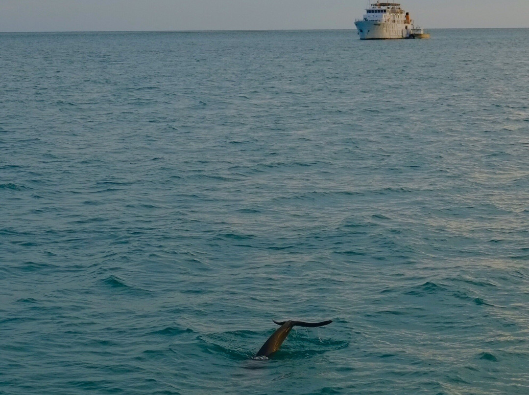 Broome Whale Watching景点图片