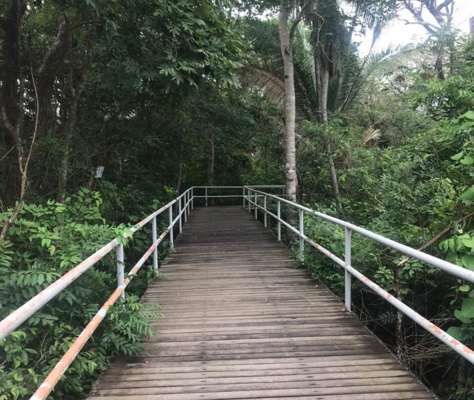 Parque Municipal Flor Do Ipê景点图片