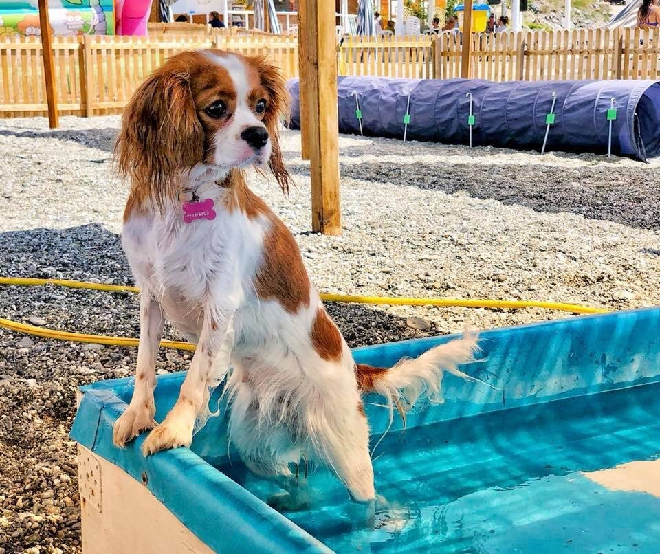 Pirate Dog Beach景点图片
