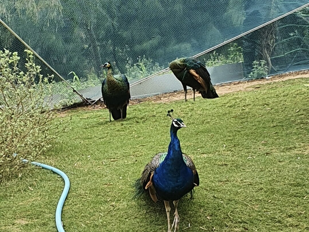 FLC Zoo Safari Park Quy Nhon景点图片