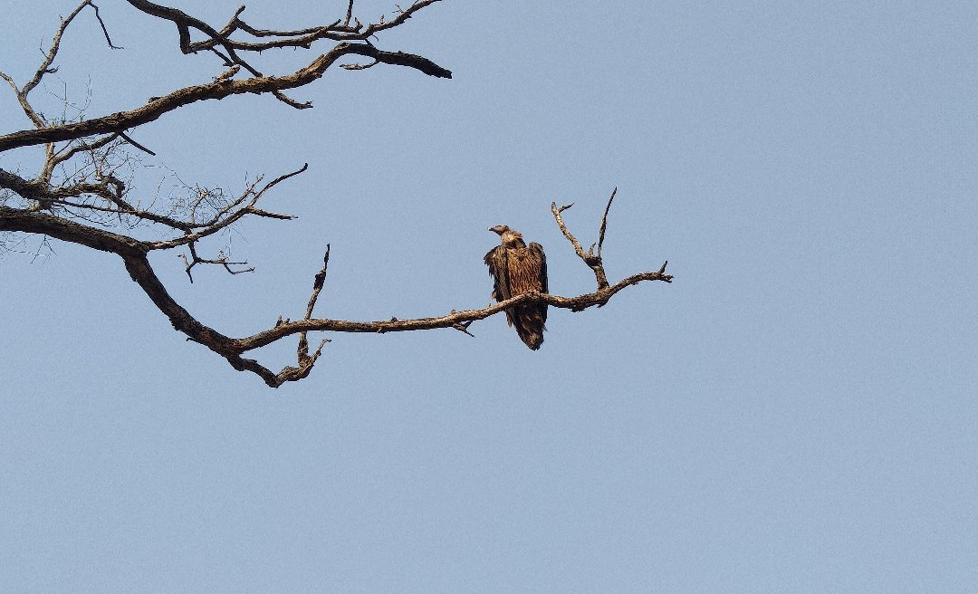 Corbett Jungle Safari景点图片