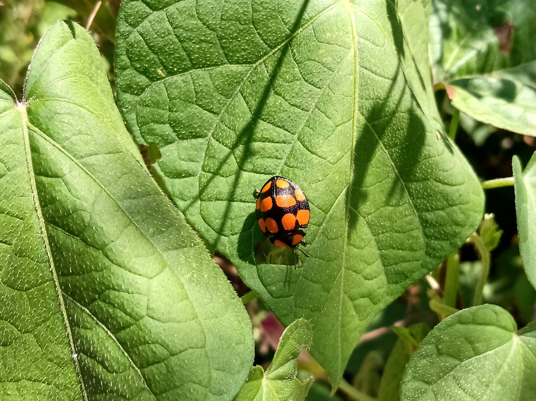 Cascada del Toro Muerto-Mina Clavero必去景点
