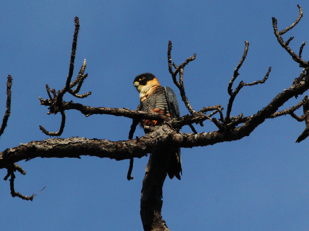 ECOTOURS VALLARTA-San Sebastian del Oeste必去景点