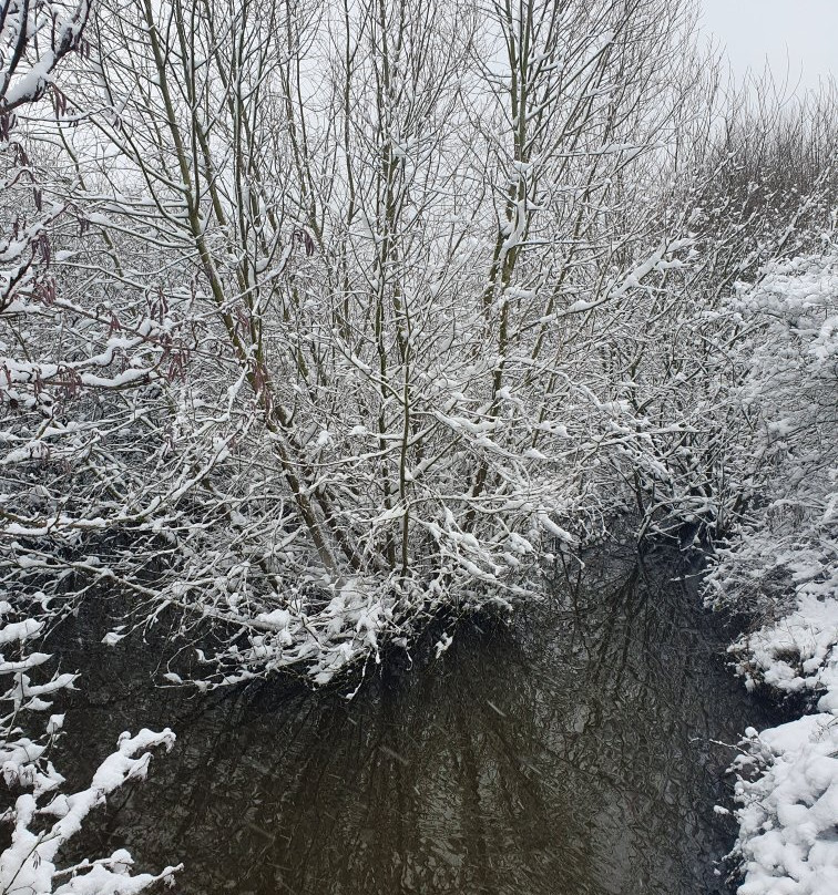 Chasewater Country Park景点图片