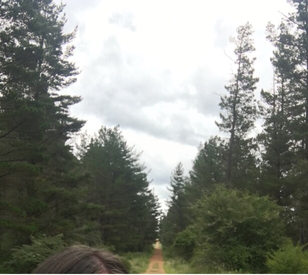 Armidale Pine Forest景点图片