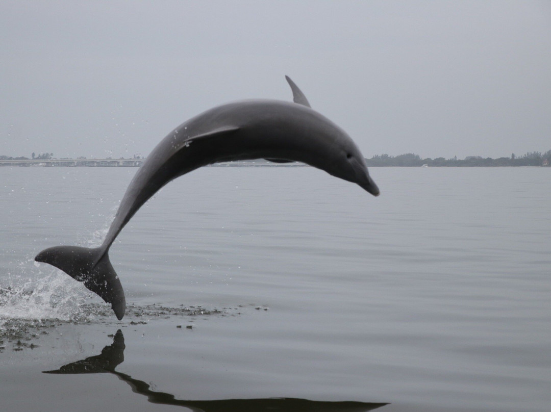 Sanibel Thriller景点图片