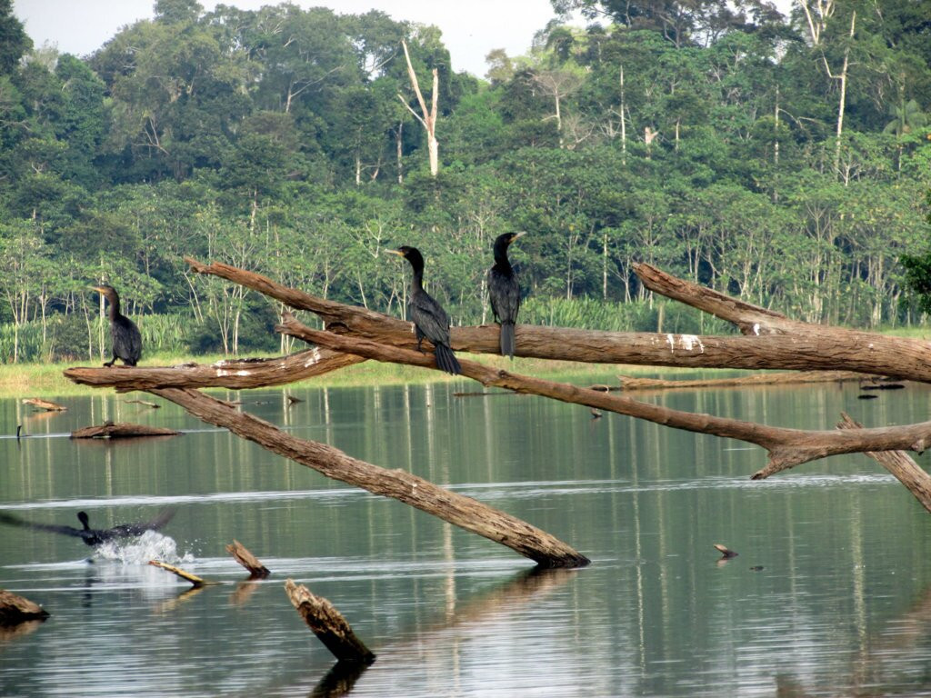 Kosnipata Valley-玛努国家公园必去景点
