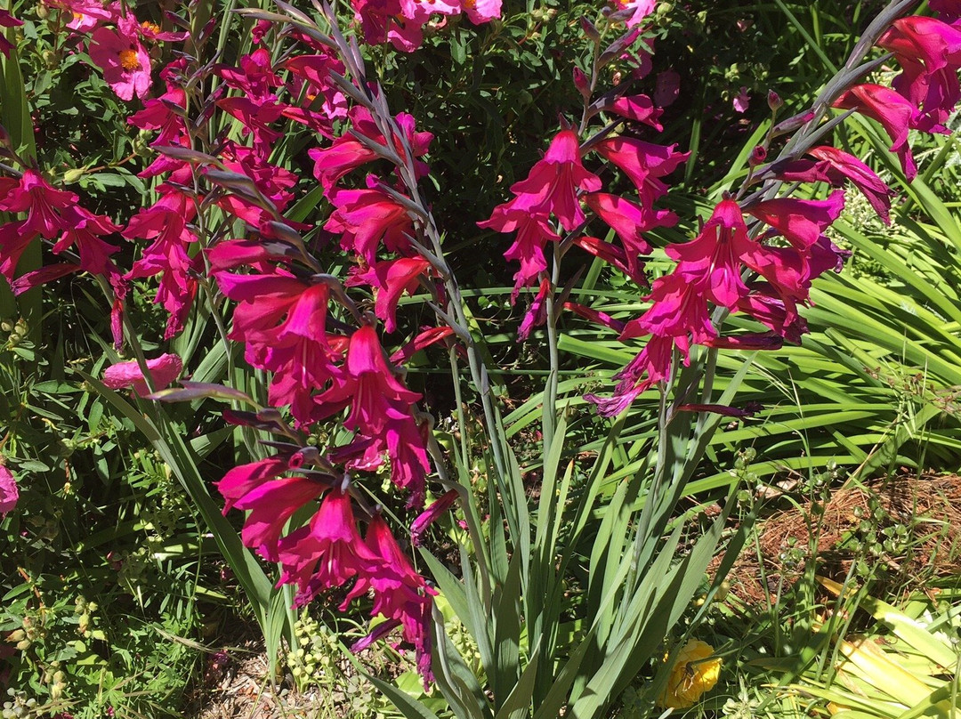 Buda Historic Home And Garden-Castlemaine必去景点