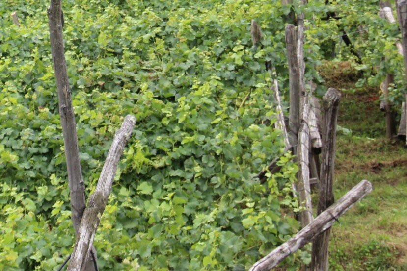 Percorso Culturale Tirolo