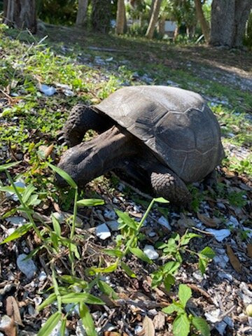 Cabbage Key Inn主图