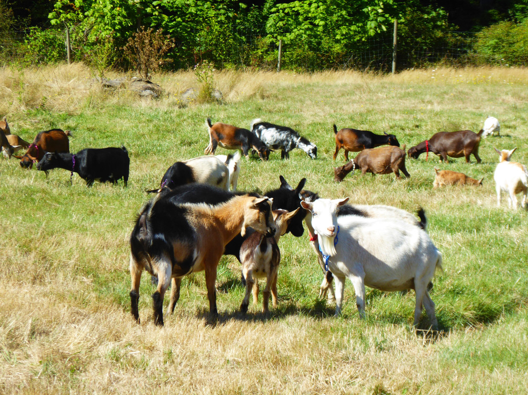 Yellow Point Farms景点图片