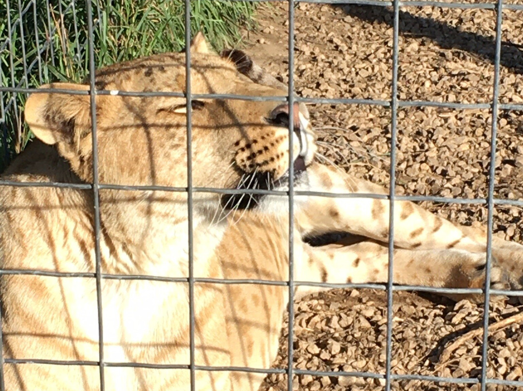 Wisconsin Big Cat Rescue景点图片
