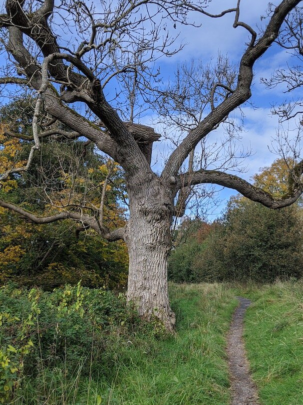 Mauldslie Woods景点图片