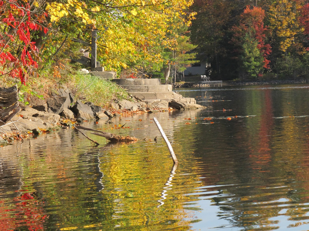 Teddy Bear Bed & Breakfast主图