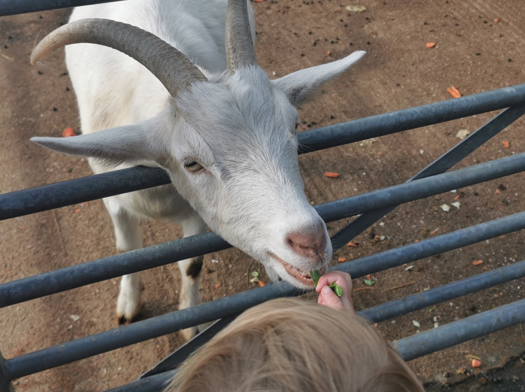Lane's Garden Centre Open Farm-德比必去景点