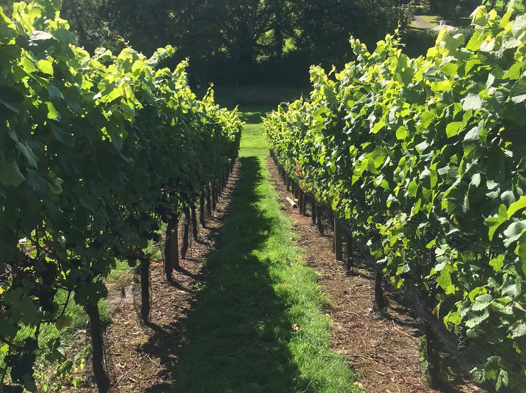 Lily Farm Vineyard景点图片