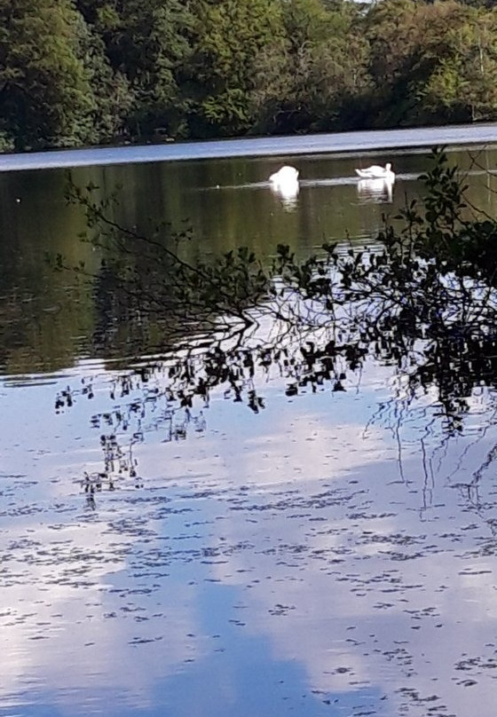 Bolam Lake Country Park景点图片