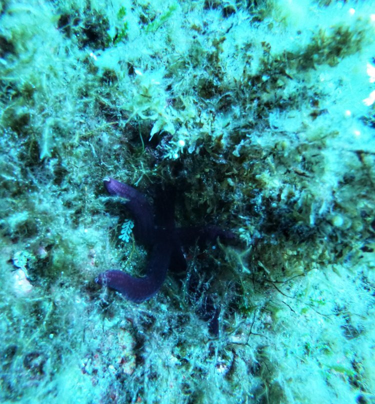 Achilleon Diving Center-Paleokastritsa必去景点