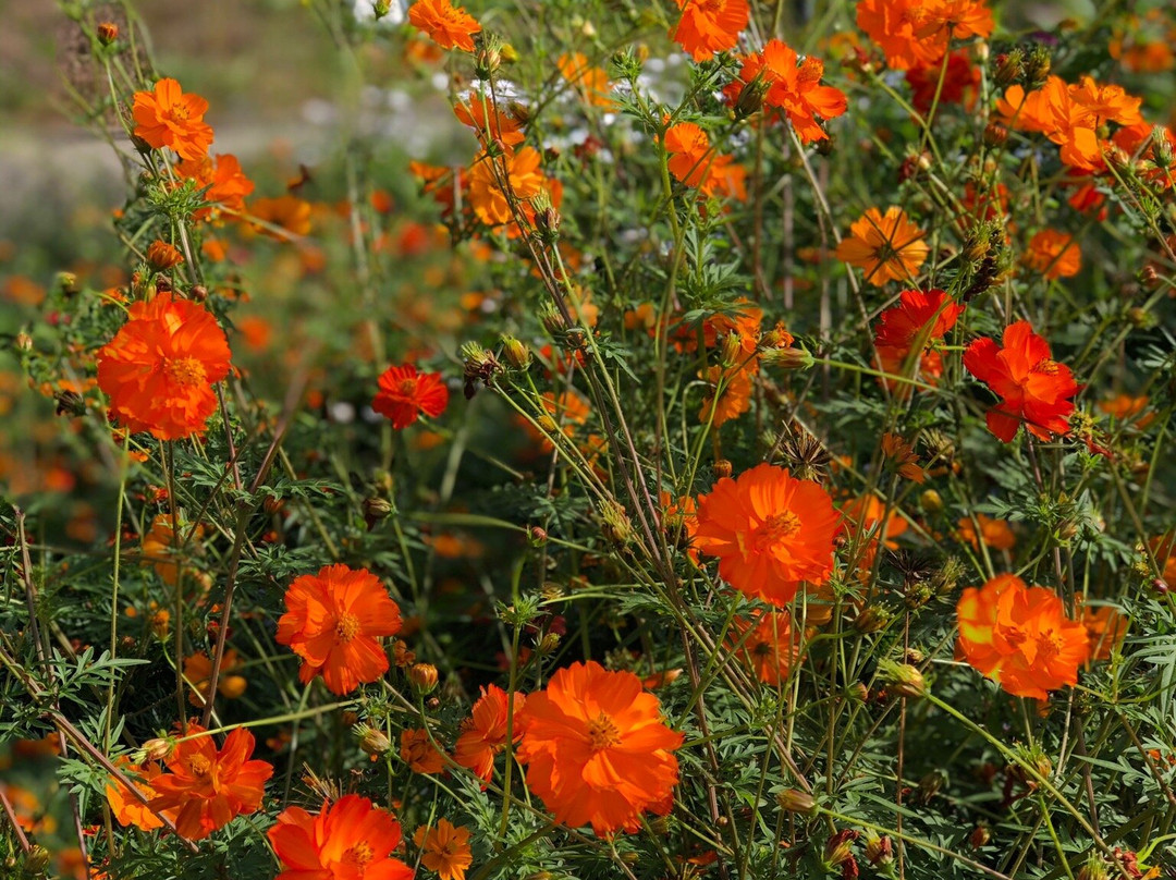 Botanischer Garten景点图片