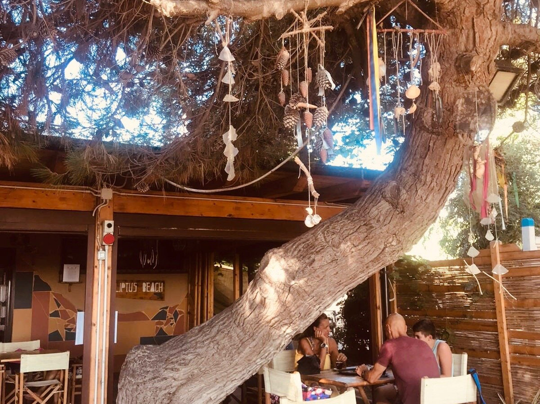 Eucaliptus Beach da Cilli-Pineto必去景点