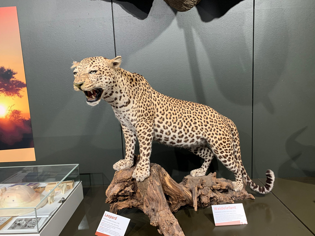 Zoologisches Museum-汉堡必去景点