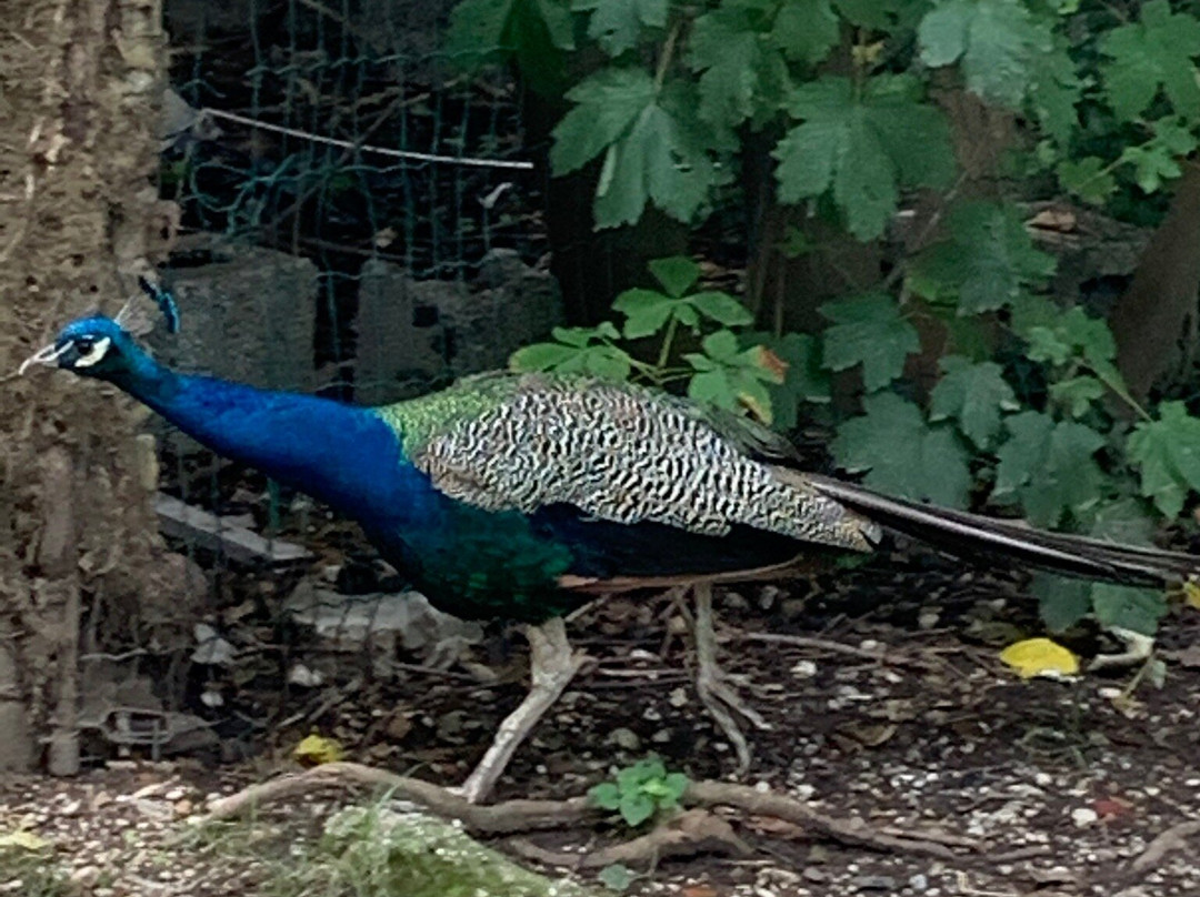 Abbazia di Santa Maria Maggiore-Summaga必去景点