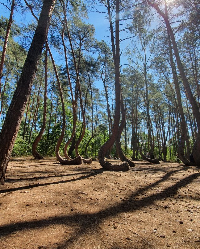 Crooked Forest景点图片