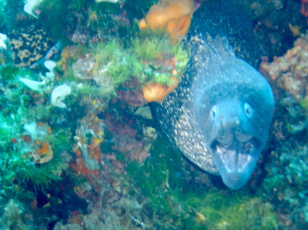 Stefano Sub Diving Center景点图片