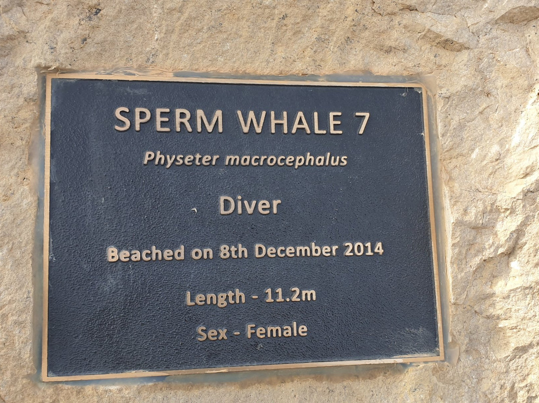 Sperm Whale Memorial-Ardrossan必去景点