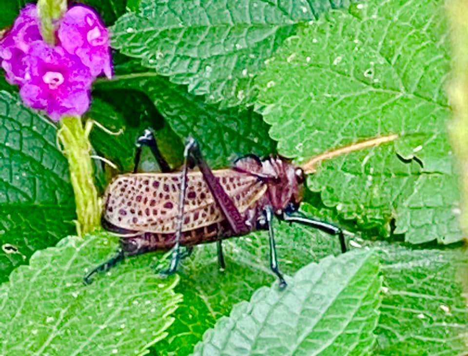 火山山地度假酒店及水疗中心主图