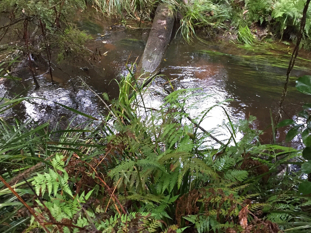 Cabbage Tree Creek旅游攻略图片