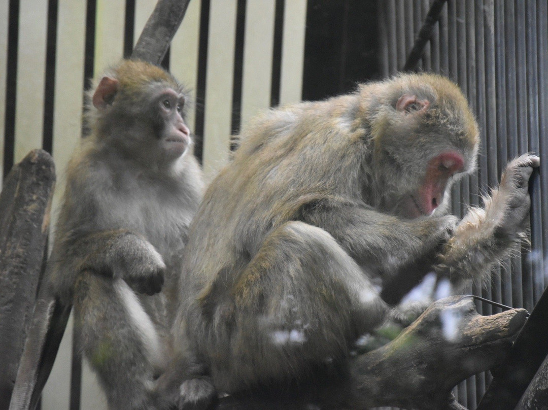 Omiya Park Zoo-埼玉市必去景点