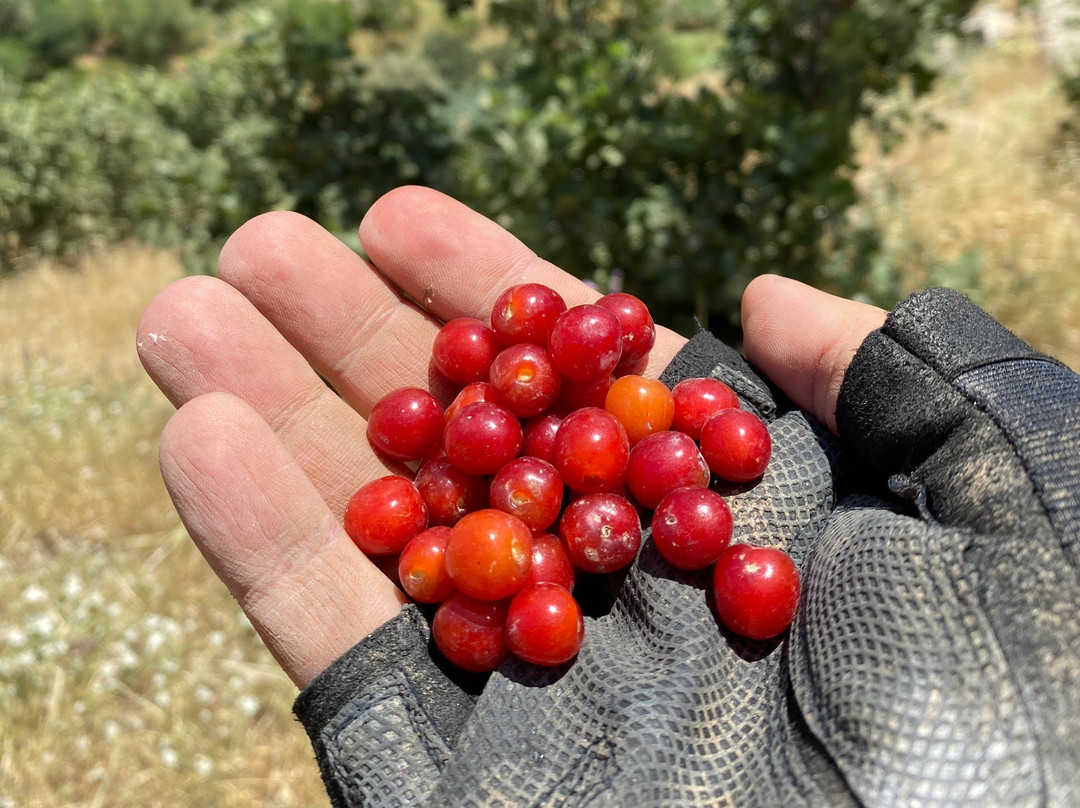 Chami Razan-苏莱曼尼亚必去景点