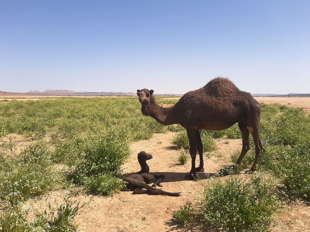 Kasbah Marabout主图