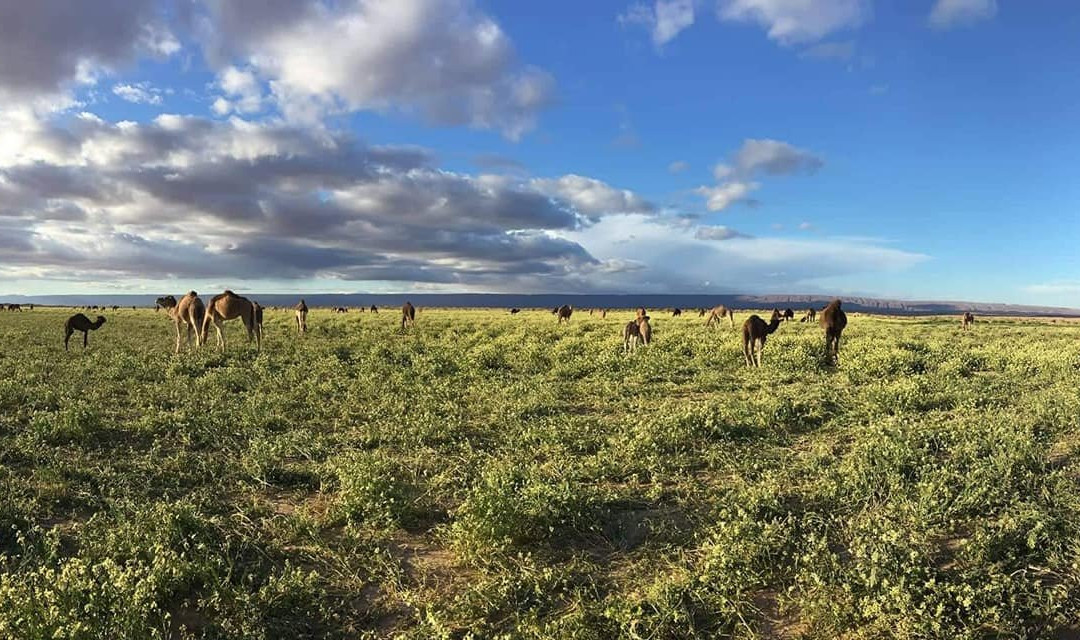 Camp Bivouac Hassi Samra主图