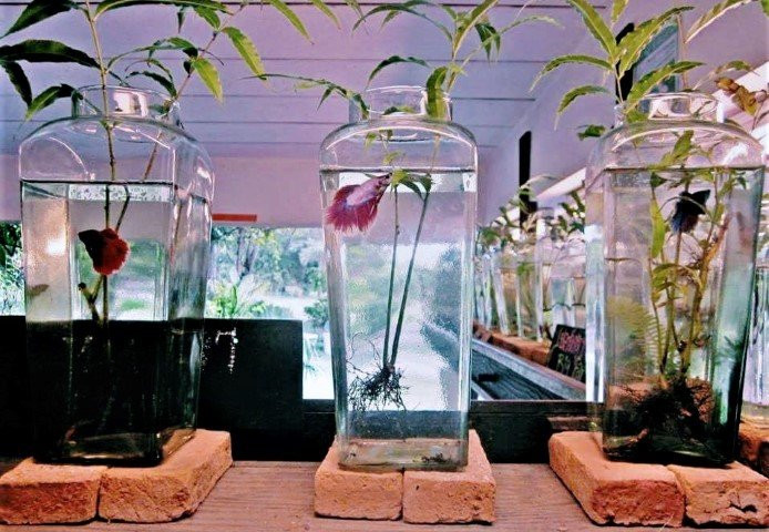 Siamese Fighting Fish Gallery-帕巴登必去景点