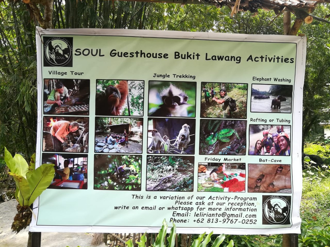 Soul Guesthouse Bukit Lawang主图
