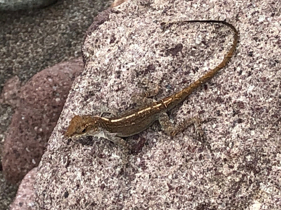 Champagne Reef Dive & Snorkel-罗索必去景点