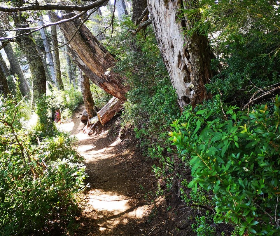 Domos Malalcahuello主图