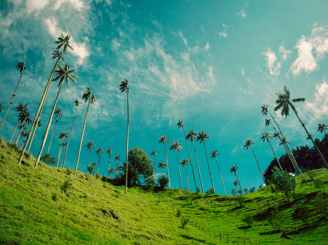 Cocoratours Valle de cocora-萨伦托必去景点
