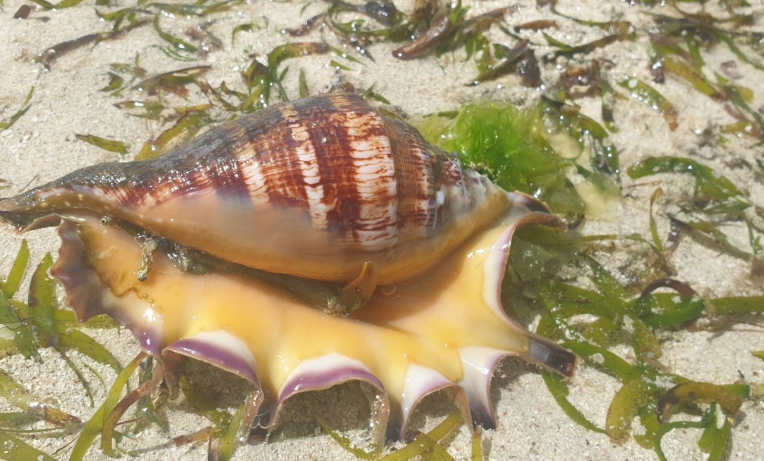 Jumuia Conference & Beach Resort主图