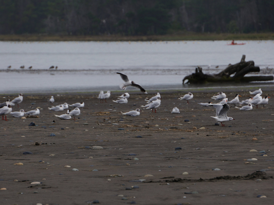 Uñum Kimün-Puerto Saavedra必去景点