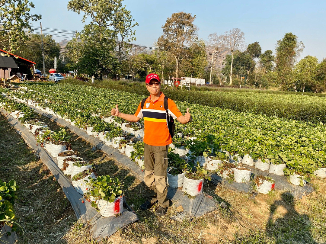 Strawberry Picking in Khaoyai景点图片