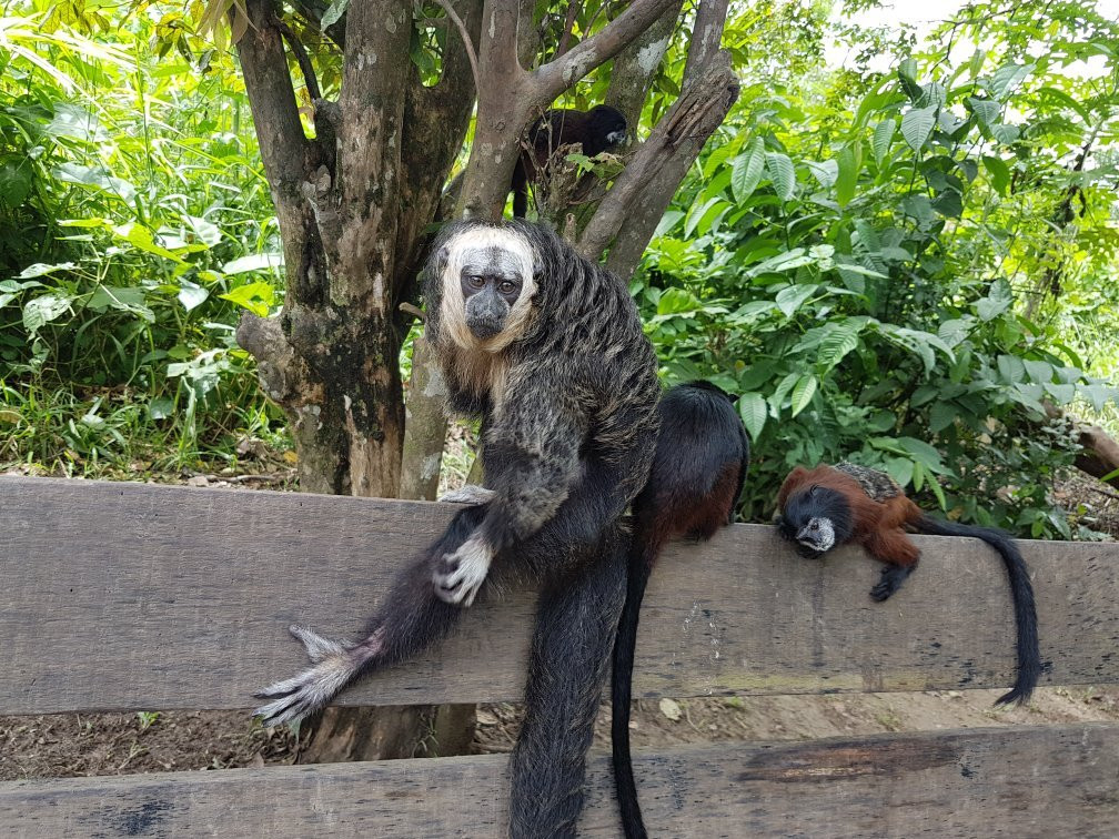 Kawsay Amazon Jungle Tours & Adventures-Indiana必去景点