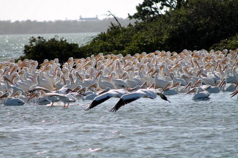 Useppa Island-Bokeelia必去景点
