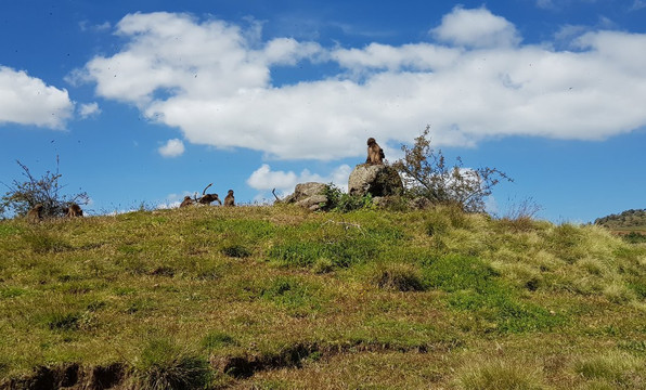 Simien Mountains Trekking-贡德尔必去景点