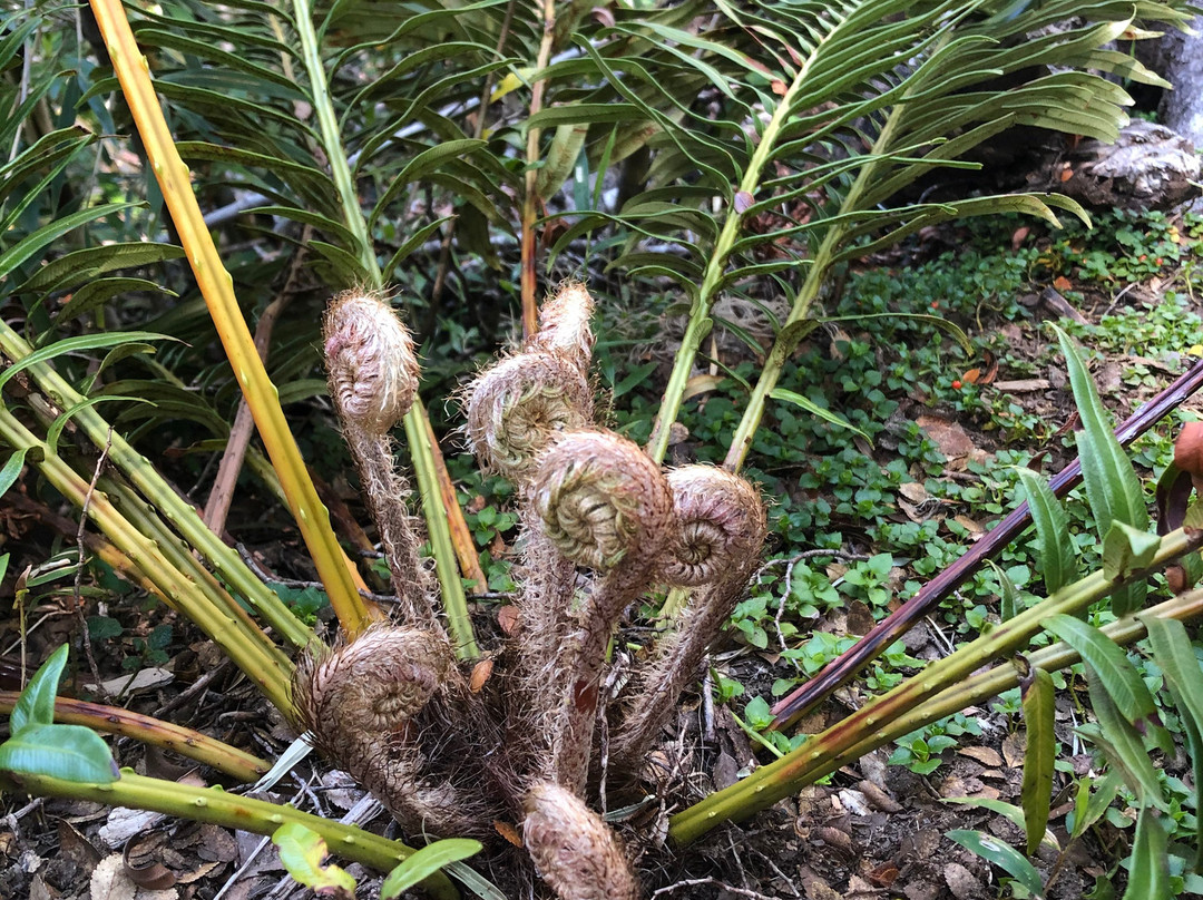 Andes Sur Expediciones-Puyehue必去景点