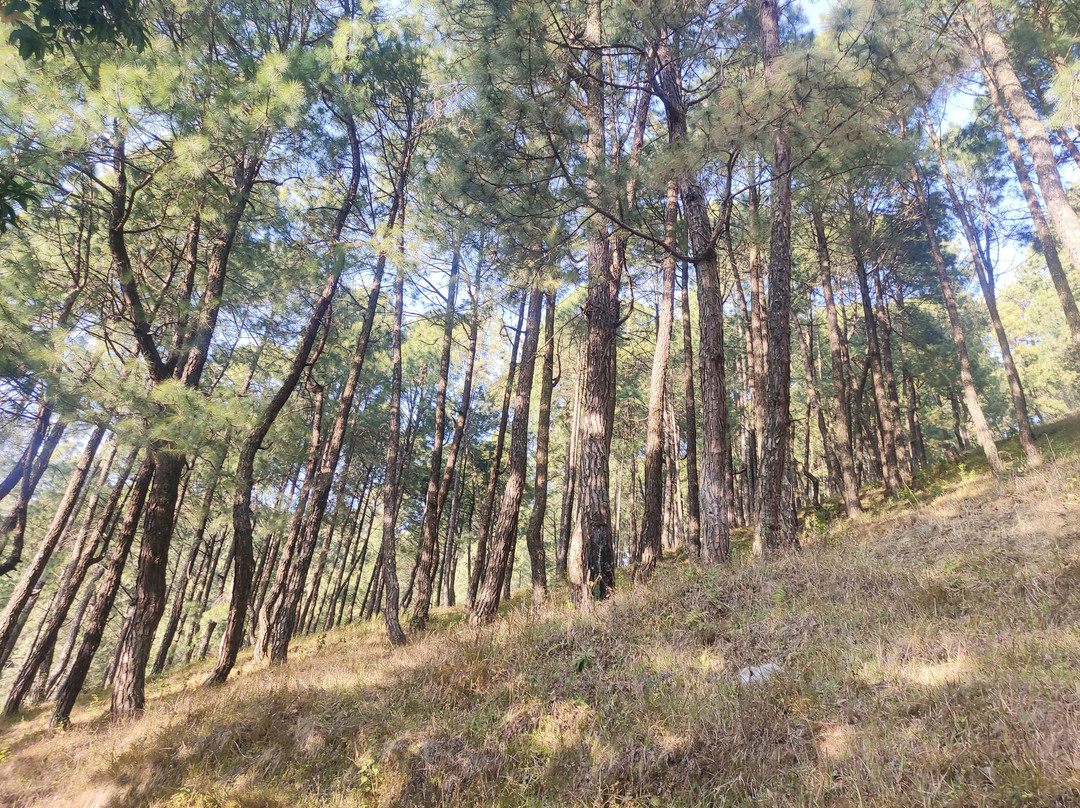 Nagarkot Panoramic Hiking Trail景点图片