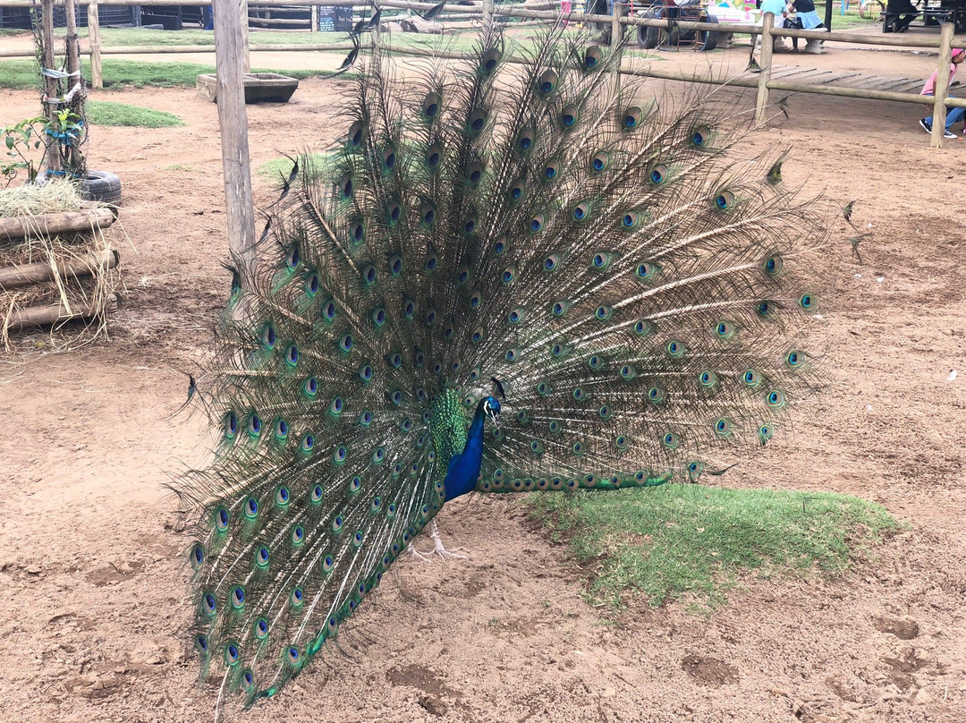 Flag Animal Farm-塩石必去景点